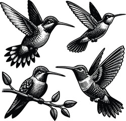 Black hummingbird logo clipart. Isolated tropical small flying bird. Monochrome minimalist bird logo.