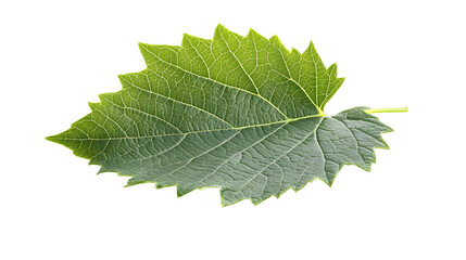 Fototapeta premium Grape leaf isolated on a white background with full depth of field, crisp details