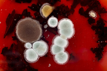 Colonies of mold and fungus on a red background. Mold in tea