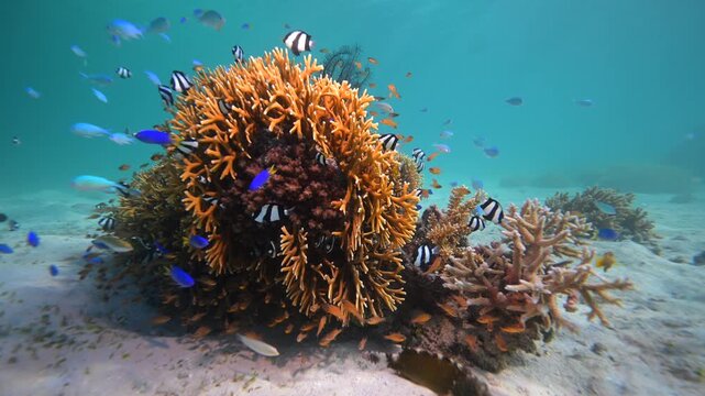 Healthy marine ecosystem with reef fish school above coral reef in the Pacific Ocean