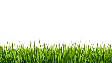 Fototapeta premium Green grass field isolated on white background, for montage product display. with clipping path