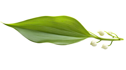 Obraz premium Lily of the valley leaf isolated on a white background with full depth of field, crisp details