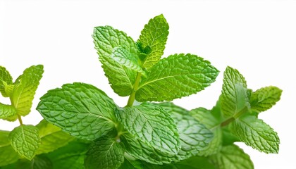 close up of vibrant green mint leaves with a translucent backdrop perfect for design use