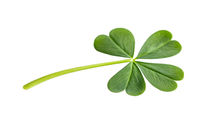 Clover leaf isolated on a white background, symbol of St. Patrick's Day, full depth of field
