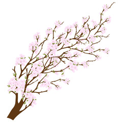 Spring Cherry Blossom isolated, Pink Sakura Flower or Apple Flowers Branches, Element for Banner Mother day design of invitations, posters, fabrics and other objects