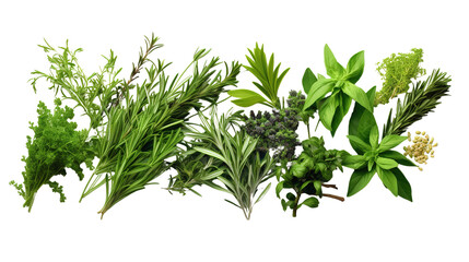 Fresh Organic Mediterranean Herbs And Spices isolated over a PNG transparent and white background