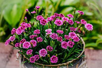 Zdjęcie kwiatu doniczkowego pink. 