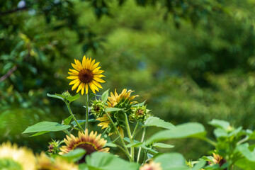 緑の背景の中のひまわりの花