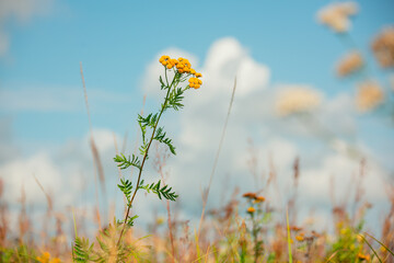 Yellow tansy flower against the blue sky with clouds in a field among other plants. medicinal plant.