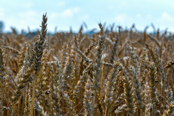 Golden wheat field and blue sky, ripe ears of cereal crop close-up, backlight and selective focus