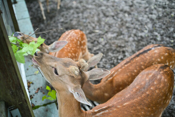 deer in the zoo eating leaves