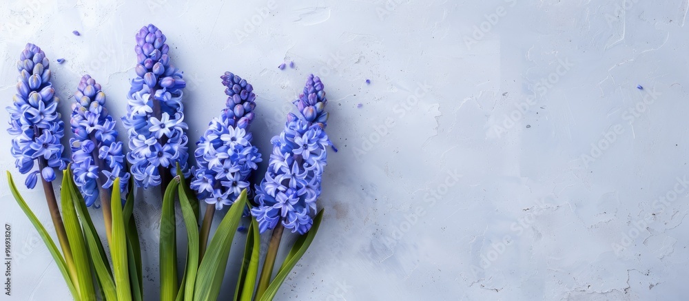 Aufkleber hyacinth flowers in blue shade arranged on a plain white backdrop with space available for text or o