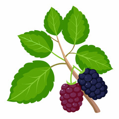 Blackberries with Green Leaves on a Branch