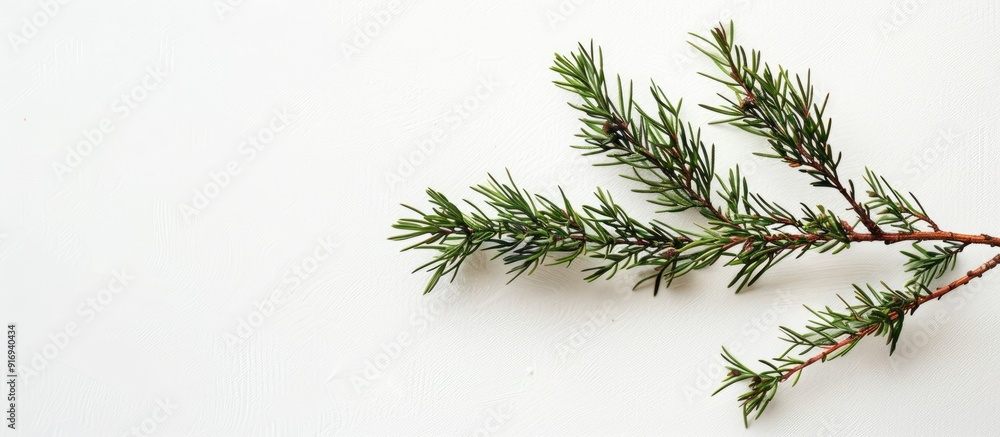 Poster top view copy space image featuring a juniper branch on a white background, ideal for image editing 