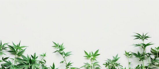 Obraz premium Indoor-grown cannabis plants with lush green leaves on a white backdrop, providing copy space for an image.