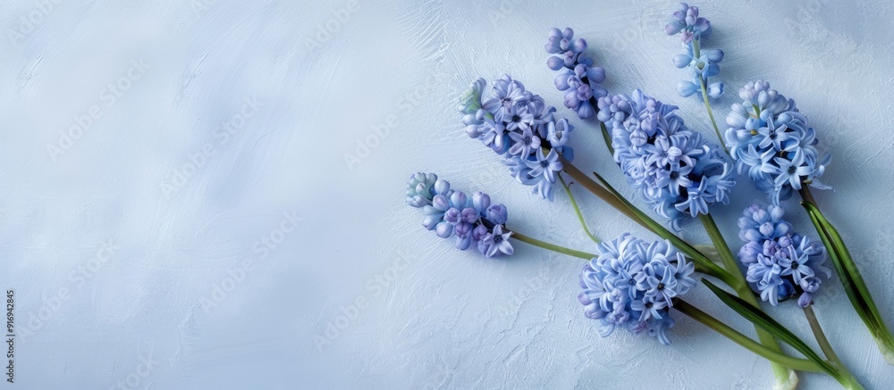 Poster hyacinth flowers in blue shade arranged on a plain white backdrop with space available for text or o