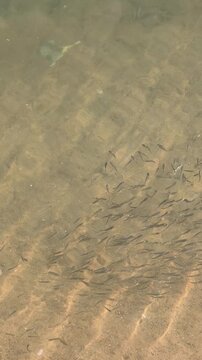 group of schooling tiny small fish in beach shallow sea water vertical footage