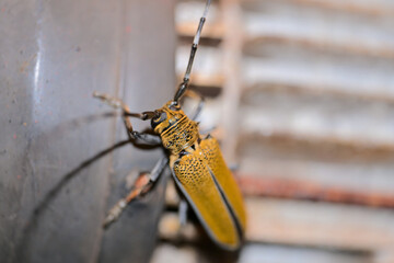 grasshopper on a wooden background