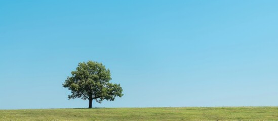 Single tree in a vast field, standing tall under a clear blue sky with plenty of copy space image.