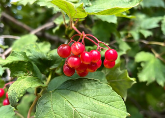 ripe red viburnum berries hanging on a branch of a viburnum bush