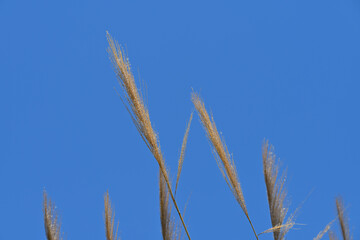 reed against blue summer sky