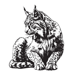 Lynx. Sketch, drawn, graphic portrait of a lynx on a white background © BigJoy