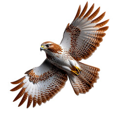 Fototapeta premium red tailed hawk