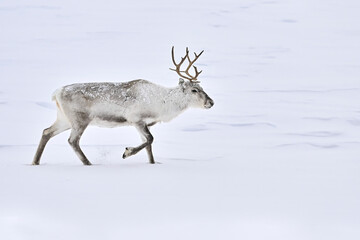 Reindeer looking food in snow storm in north-east of Norway