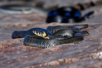 Grass snake basking on the shore rocks