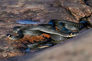 Grass snakes in the morning meetup