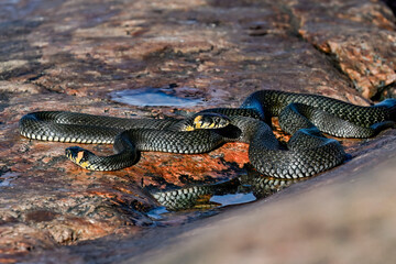 Grass snakes meeting in morning