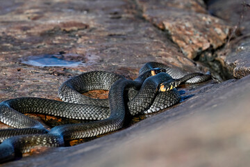 Grass snakes in the morning meetup