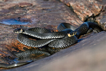 Grass snakes in the morning meetup