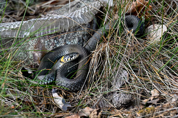 Grass snake with new fresh skin