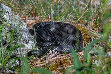 Grass snake with new fresh skin