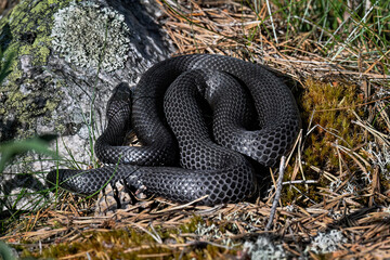 Grass snake with new fresh skin