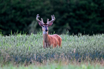 White-tailed deer buck looking regal.
