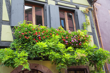 Bacs à fleurs devant les maisons à colombages du XVIIe siècle dans le centre-ville de Riquewihr