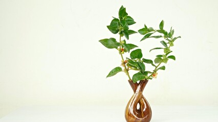 Withania somnifera or Ashwagandha in a ceramic pot with mortar and pestle isolate on light cream background.