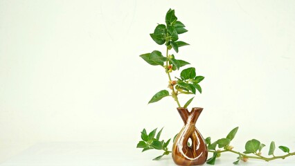 Withania somnifera or Ashwagandha in a ceramic pot with mortar and pestle isolate on light cream background.