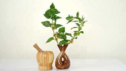 Withania somnifera or Ashwagandha in a ceramic pot with mortar and pestle isolate on light cream background.
