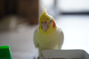 Cockatoo.