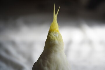 Cockatoo.