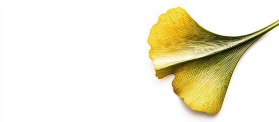 Naklejka premium Ginkgo leaf against a white background. with copy space image. Place for adding text or design