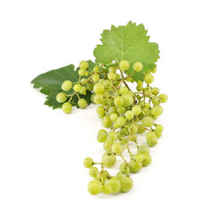 Glera grape with leaves on white background. From this variety of grape is produced Prosecco, a famous Italian sparkling wine.