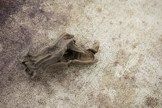 old dry driftwood on a bround background.