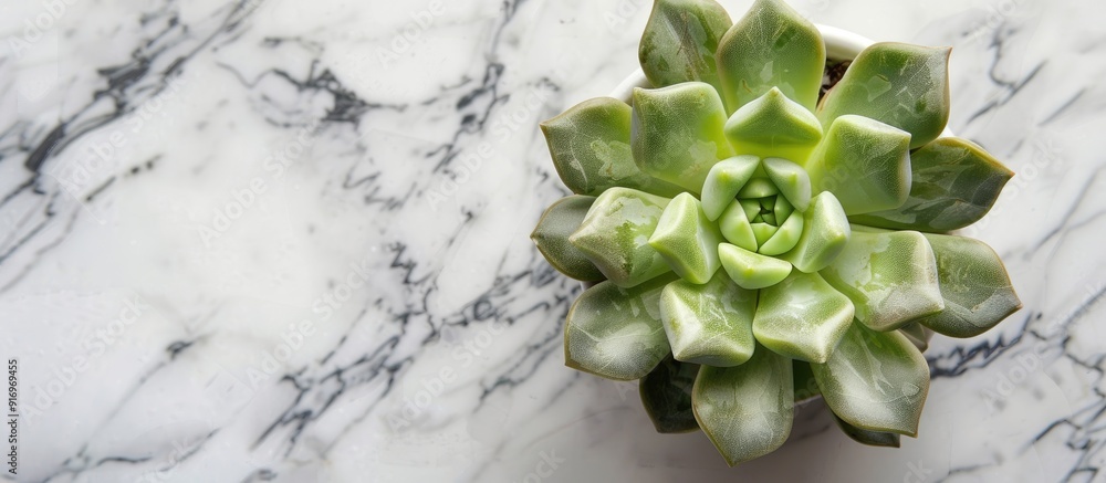 Poster top view of a small succulent plant on a marble table with a white background creating a pleasing co