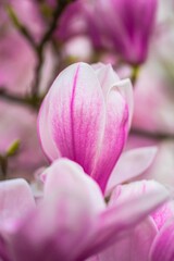 Fototapeta premium pink magnolia flowers 
