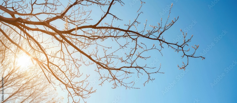 Aufkleber a scenic view of bare branches against a clear sky with copy space image