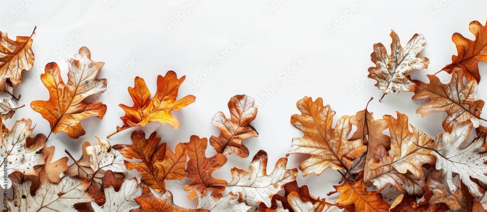 Poster fall oak leaves create a border in vivid white hues ideal for copy space in a flat lay image